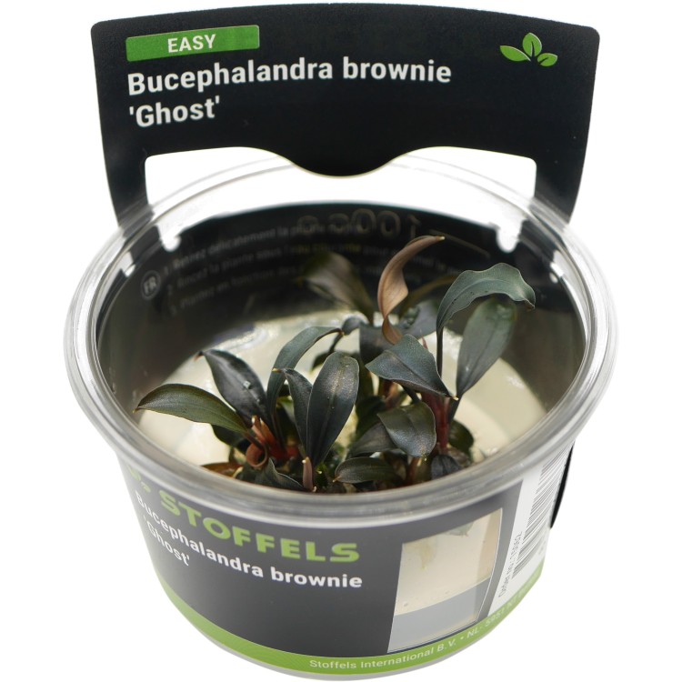 Planta acvariu Bucephalandra brownie Ghost in vitro Stoffels - imagine 5